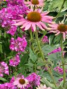 SBR20220728BF2B34WDL