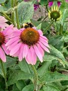 SBR20220728BF2B35WDL