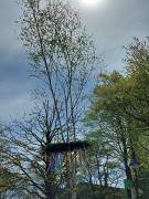 SBR230501MaibaumWDLB-15