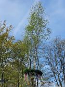 SBR230501MaibaumWDLB-17