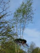 SBR230501MaibaumWDLB-18