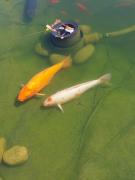 20240806131934resized